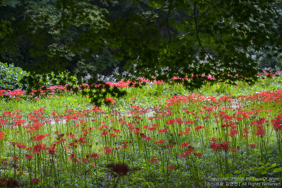붉은 빛으로 흔들리며 오는 남도의 가을-고창 선운사 꽃무릇