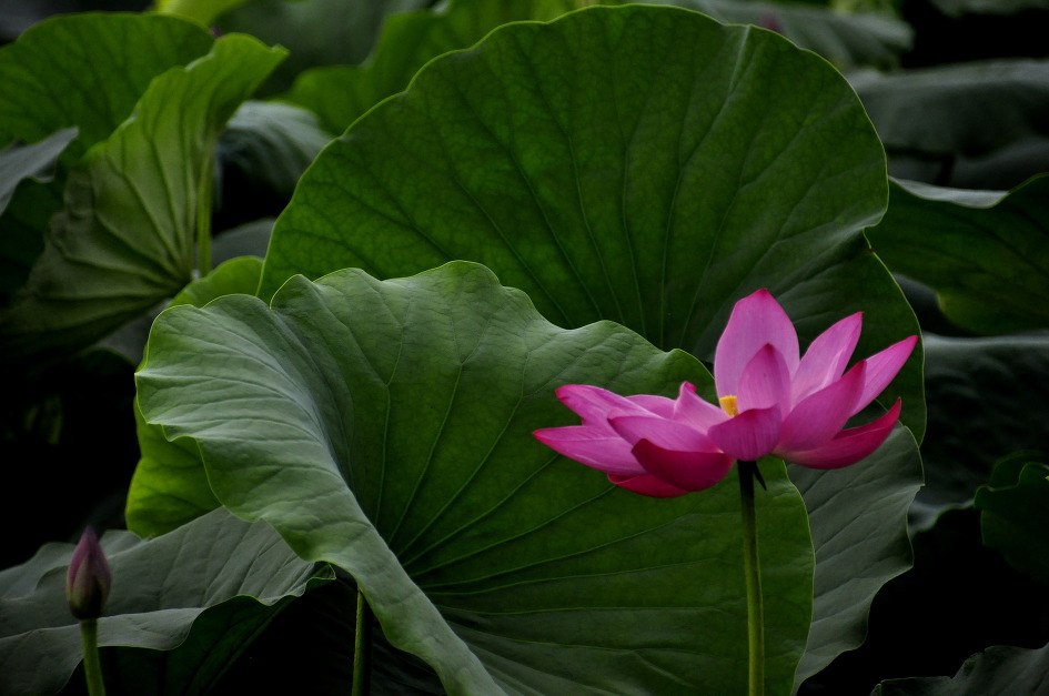 무더워야 더욱 아름다운 연꽃