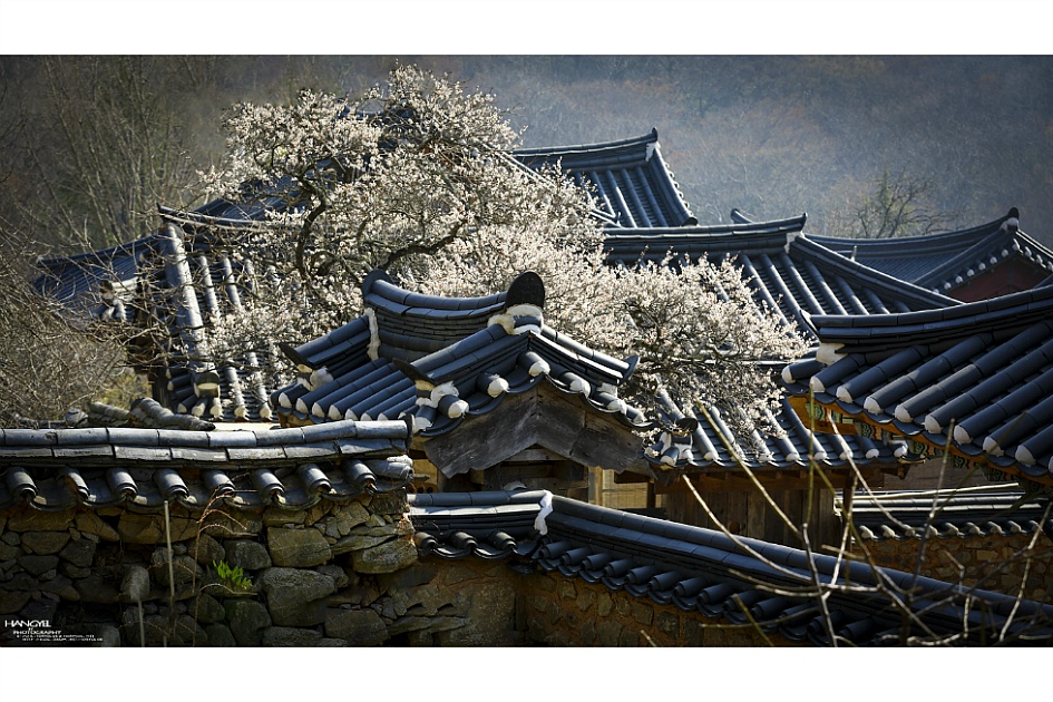 __선암사 매화__