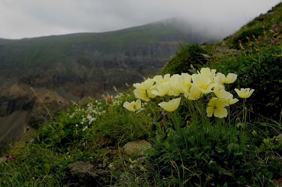 백두산의 아름다운 야생화[野生花], 장백 폭포(长白瀑布)