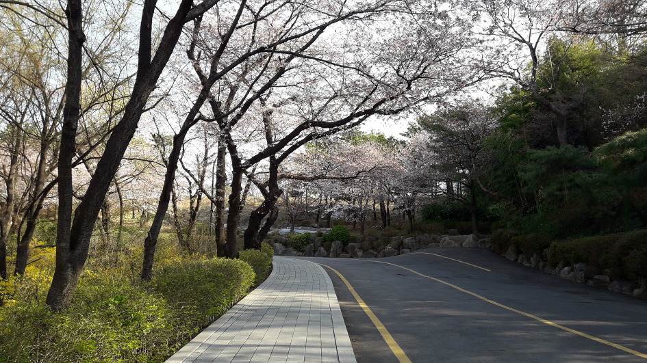 벗꽃이 활짝핀 남산