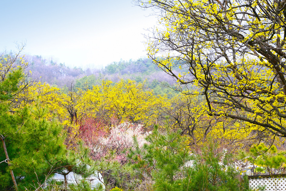 백사 산수유꽃 축제