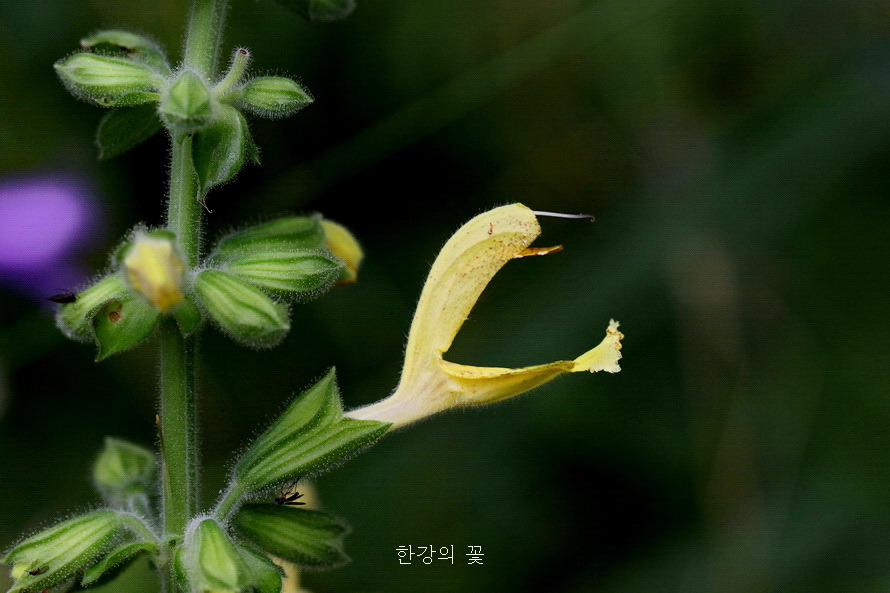 셀비어 글루티노사(Salvia glutinosa)