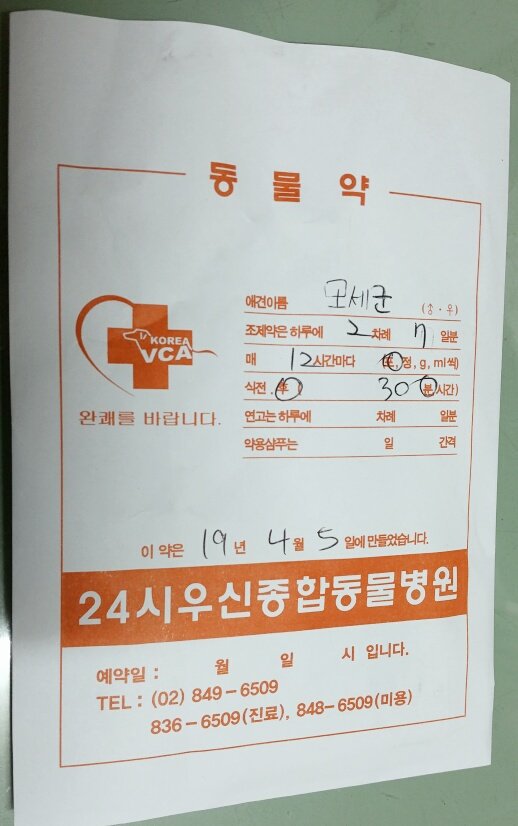 2019. 4. 5(금)말티즈 믹스견 모세군 병원2차