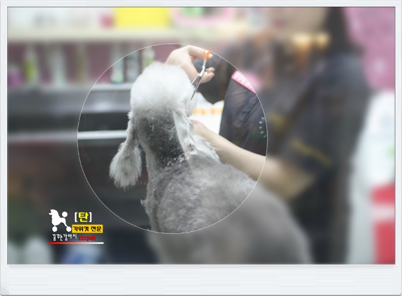대전 베들링턴 테리어(Bedlington Terrier) 애견미용 #꿈꾸는강아지