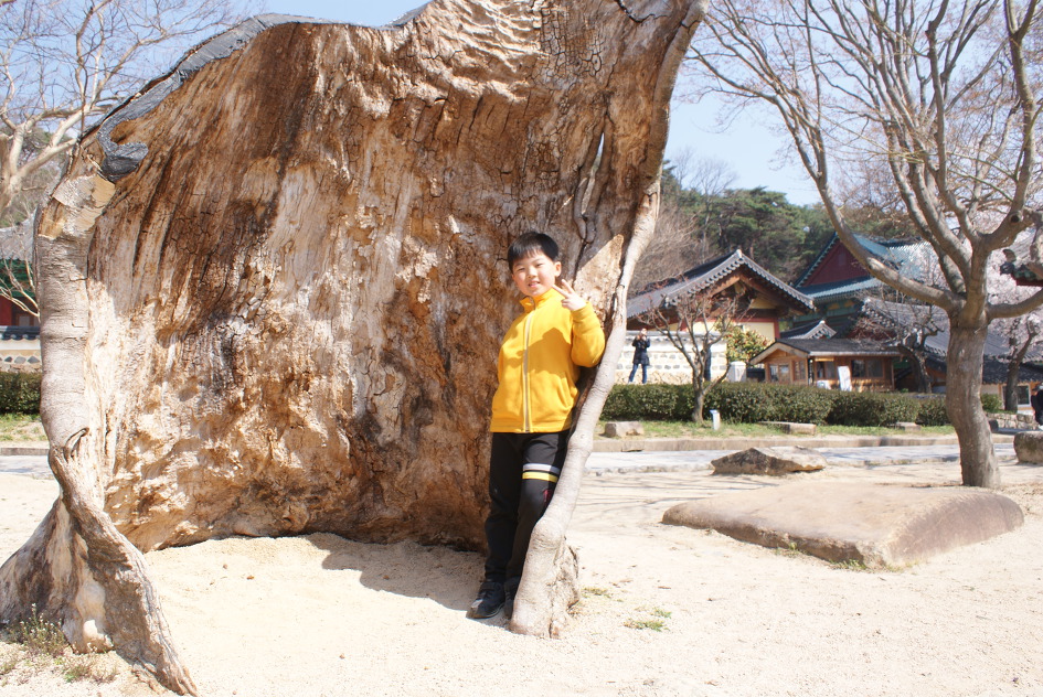 양산 봄나들이