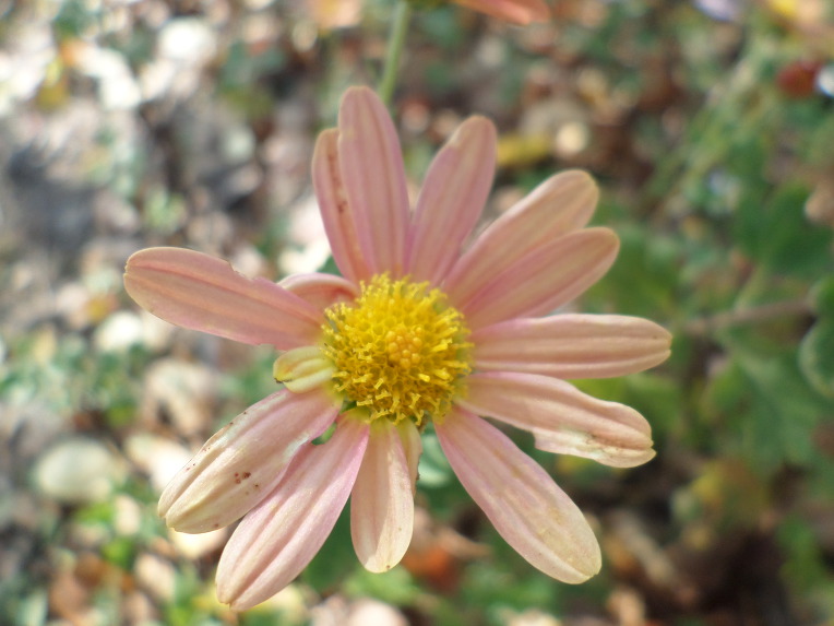 신박사가 개발한 2017년도 신품종 부인병에 좋은 구절초 3종류,꽃,효능,술,차,최초공개. 붉은 입술 / 신박사.