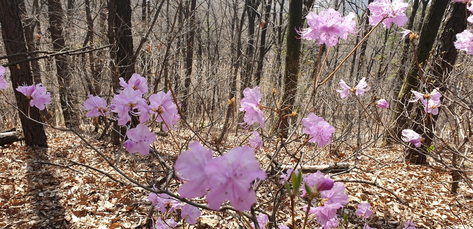 천안 봉서산 구름다리