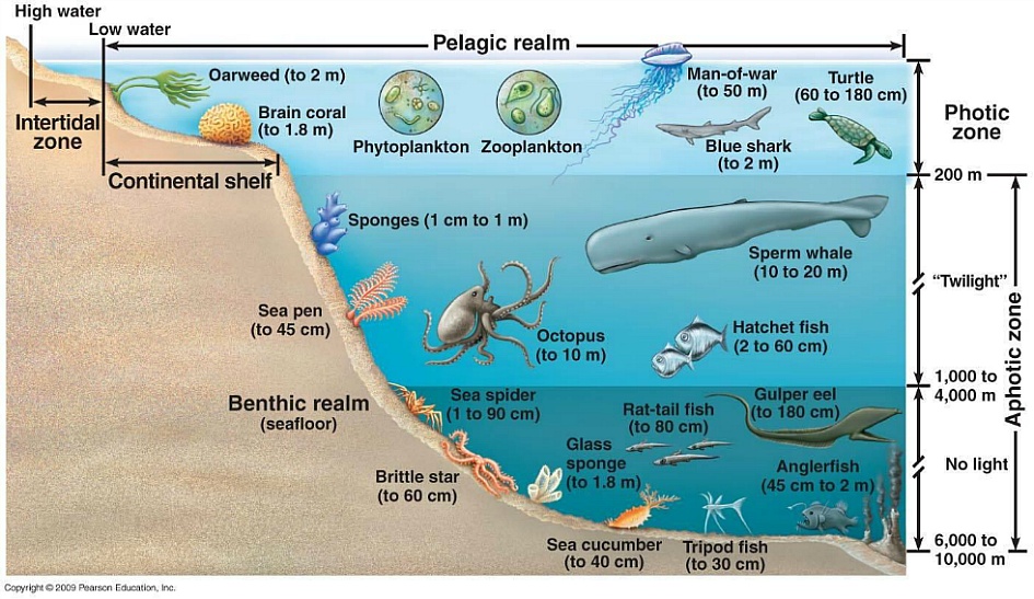  Marine Ecosystem 