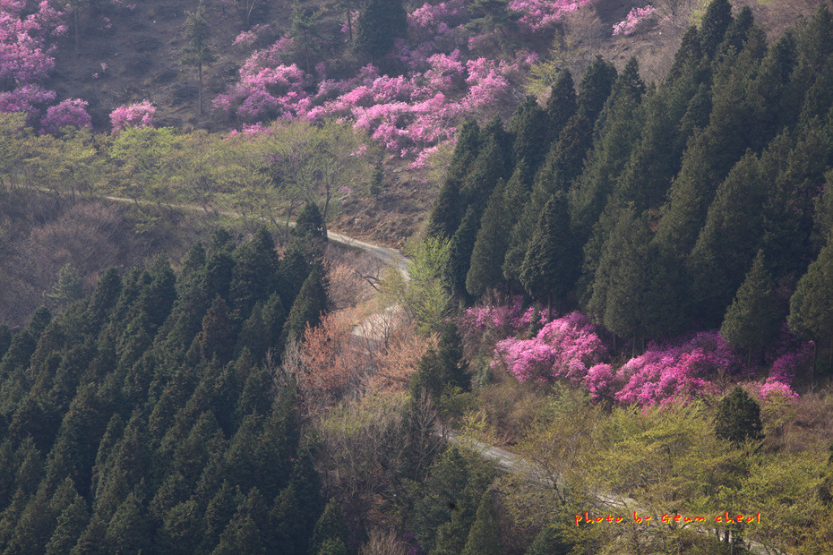 영취산 진달래 2018.03.31