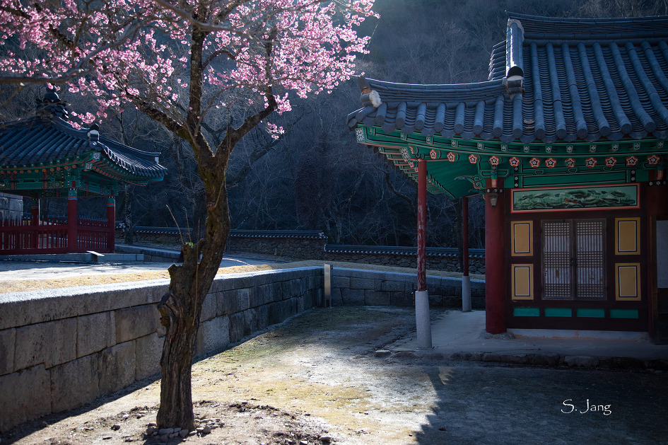 화엄사 홍매화