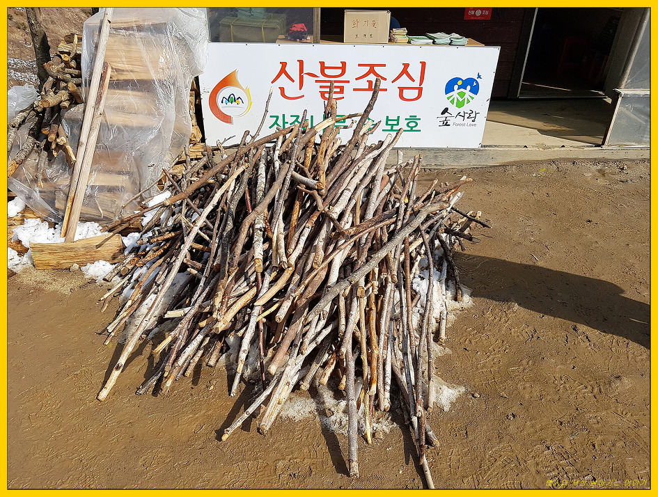 자작나무 숲, 다녀왔습니다.
