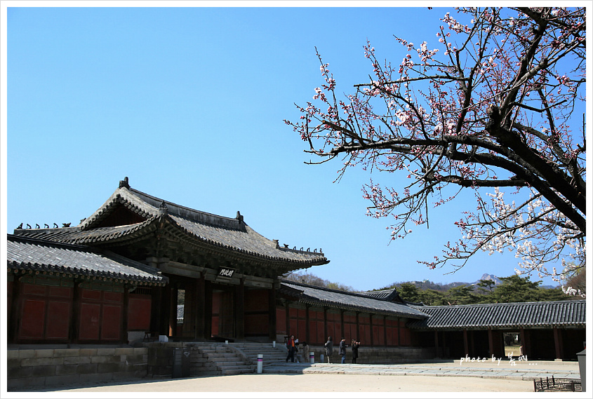 창경궁의 봄 풍경... 2019, 04, 04